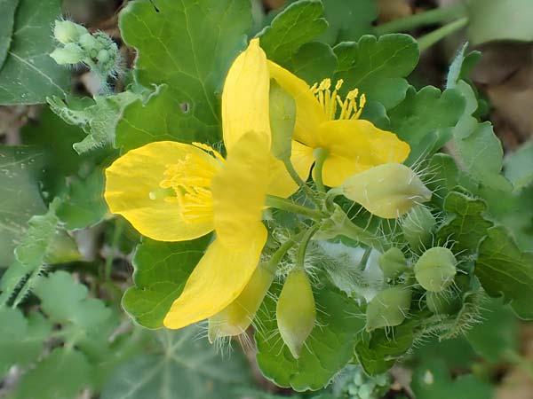 Chelidonium majus \ Gro�es Sch�llkraut / Greater Celandine, D Mannheim 9.4.2020