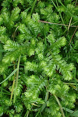 Selaginella kraussiana \ Feingliedriger Moosfarn / Krauss' Spikemoss, African Clubmoss, D Essen 9.8.2021