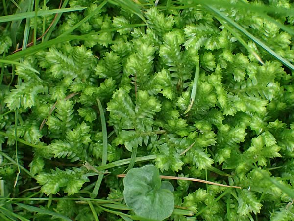 Selaginella kraussiana \ Feingliedriger Moosfarn / Krauss' Spikemoss, African Clubmoss, D Essen 9.8.2021