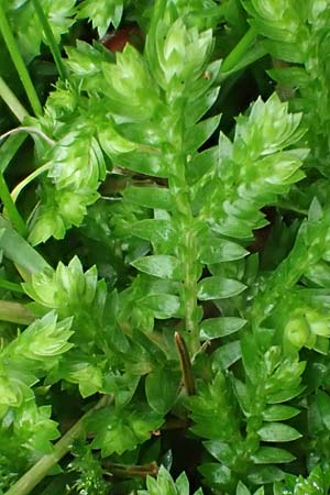 Selaginella kraussiana \ Feingliedriger Moosfarn / Krauss' Spikemoss, African Clubmoss, D Essen 9.8.2021