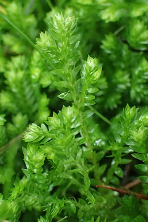 Selaginella kraussiana \ Feingliedriger Moosfarn / Krauss' Spikemoss, African Clubmoss, D Essen 9.8.2021
