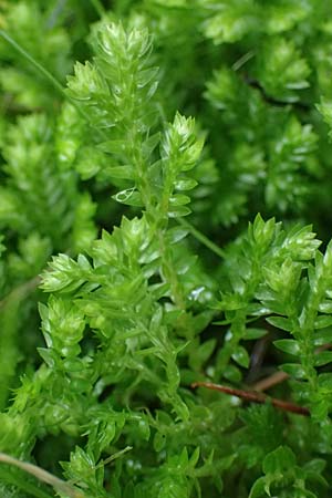 Selaginella kraussiana \ Feingliedriger Moosfarn / Krauss' Spikemoss, African Clubmoss, D Essen 9.8.2021