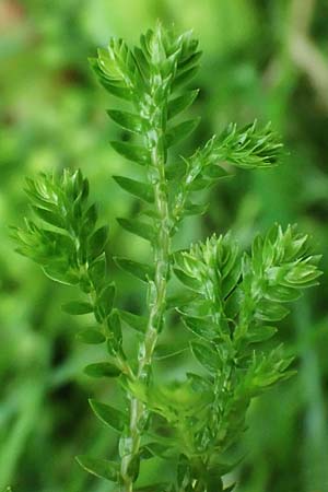 Selaginella kraussiana \ Feingliedriger Moosfarn / Krauss' Spikemoss, African Clubmoss, D Essen 9.8.2021