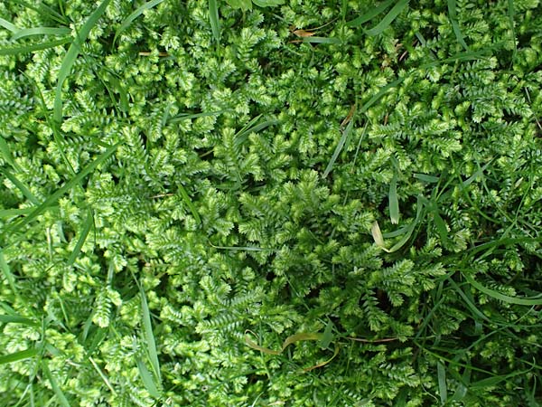 Selaginella kraussiana \ Feingliedriger Moosfarn / Krauss' Spikemoss, African Clubmoss, D Essen 9.8.2021