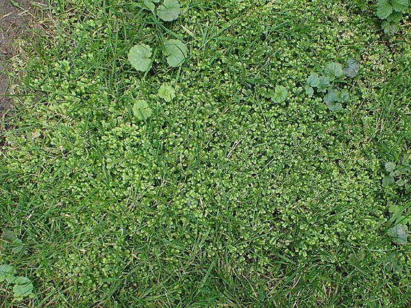 Selaginella kraussiana \ Feingliedriger Moosfarn / Krauss' Spikemoss, African Clubmoss, D Essen 9.8.2021