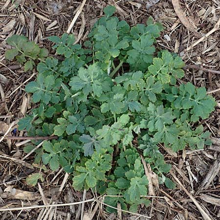 Chelidonium majus \ Gro�es Sch�llkraut / Greater Celandine, D Duisburg 12.3.2022