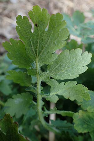 Chelidonium majus \ Gro�es Sch�llkraut / Greater Celandine, D Duisburg 12.3.2022