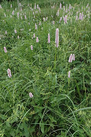 Bistorta officinalis \ Schlangen-Kn�terich / Common Bistort, D Weinheim an der Bergstra&szlig;e 29.5.2022