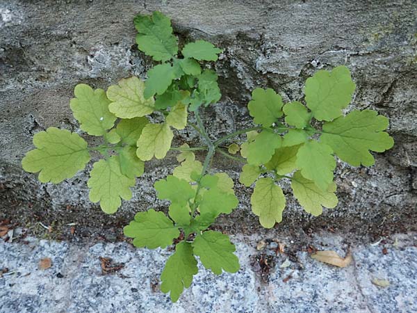Chelidonium majus \ Gro�es Sch�llkraut / Greater Celandine, D Naumburg an der Saale 12.6.2022