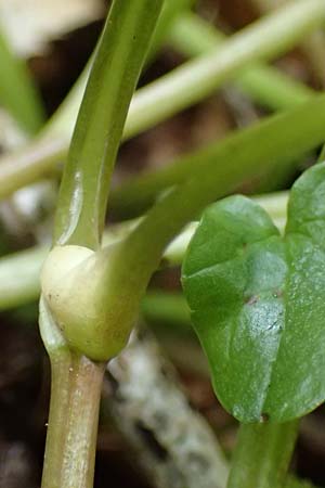 Ficaria verna \ Kn�llchen-Scharbockskraut / Lesser Celandine, D Mudau 23.4.2023