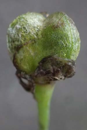 Allium tuberosum \ Schnitt-Knob-Lauch, Chinesischer Schnitt-Lauch / Garlic Chives, Chinese Leek, D Karlsruhe 30.10.2025