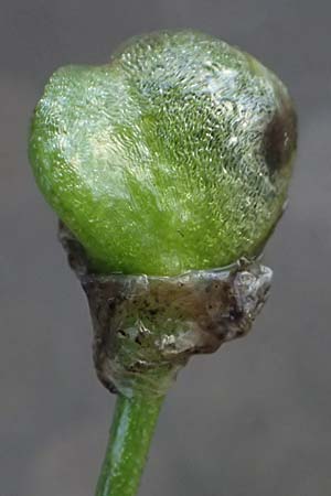 Allium tuberosum \ Schnitt-Knob-Lauch, Chinesischer Schnitt-Lauch / Garlic Chives, Chinese Leek, D Karlsruhe 30.10.2025