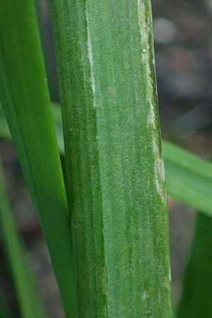 Allium tuberosum \ Schnitt-Knob-Lauch, Chinesischer Schnitt-Lauch / Garlic Chives, Chinese Leek, D Karlsruhe 30.10.2025