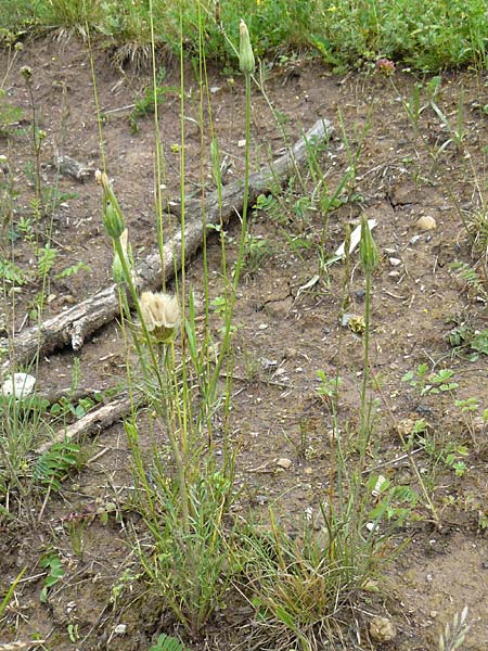 Scorzonera laciniata \ Schlitzbl&auml;ttrige Schwarzwurzel / Cutleaf Viper's Grass, D Gerolzhofen-Sulzheim 4.6.2016