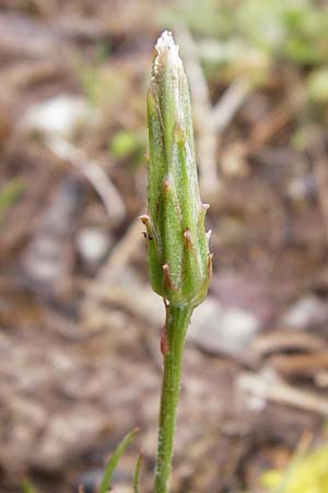 Scorzonera laciniata \ Schlitzbl&auml;ttrige Schwarzwurzel / Cutleaf Viper's Grass, D Gerolzhofen-Sulzheim 1.6.2015