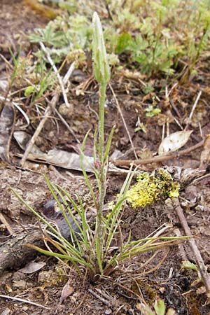 Scorzonera laciniata \ Schlitzbl&auml;ttrige Schwarzwurzel / Cutleaf Viper's Grass, D Gerolzhofen-Sulzheim 1.6.2015