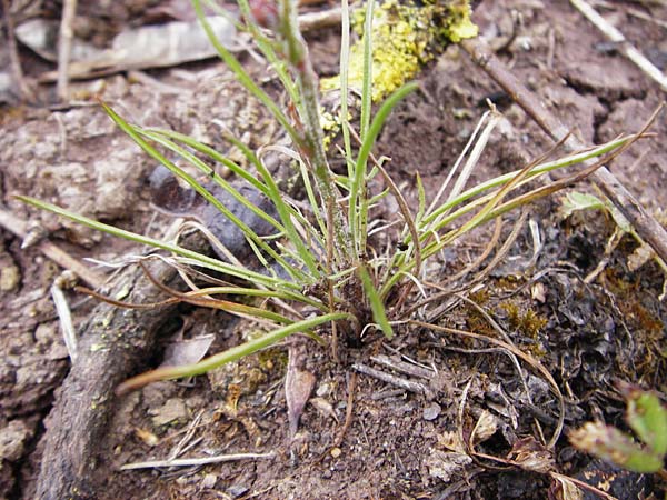 Scorzonera laciniata \ Schlitzbl&auml;ttrige Schwarzwurzel / Cutleaf Viper's Grass, D Gerolzhofen-Sulzheim 1.6.2015