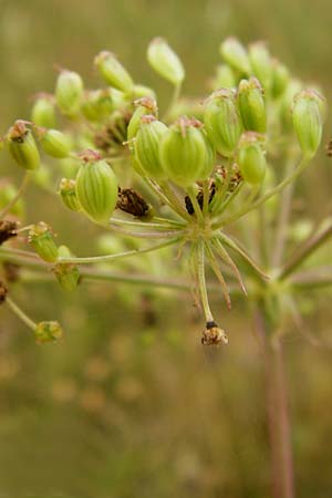 Peucedanum oreoselinum \ Berg-Haarstrang / Mountain Parsley, D Eching 25.7.2015
