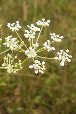 Peucedanum oreoselinum \ Berg-Haarstrang / Mountain Parsley, D Eching 25.7.2015