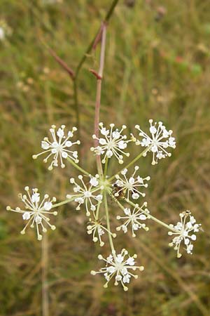 Peucedanum oreoselinum \ Berg-Haarstrang / Mountain Parsley, D Eching 25.7.2015
