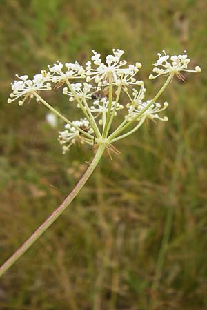 Peucedanum oreoselinum \ Berg-Haarstrang / Mountain Parsley, D Eching 25.7.2015