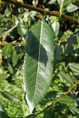 Salix triandra \ Mandel-Weide / Almond Willow, D Runkel an der Lahn 1.8.2015