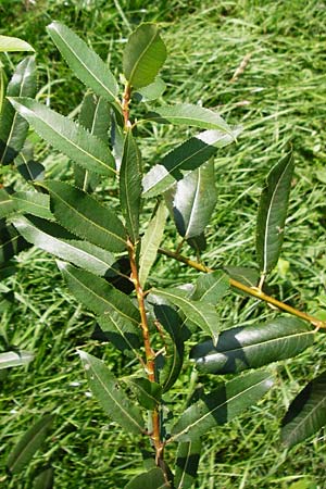 Salix triandra \ Mandel-Weide / Almond Willow, D Runkel an der Lahn 1.8.2015