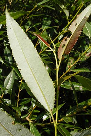 Salix triandra \ Mandel-Weide / Almond Willow, D Runkel an der Lahn 1.8.2015