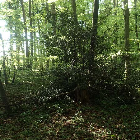 Ilex aquifolium \ Stechpalme / Holly, D Kressbronn 7.5.2016