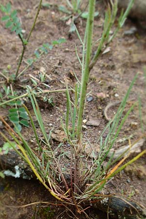 Scorzonera laciniata \ Schlitzbl&auml;ttrige Schwarzwurzel / Cutleaf Viper's Grass, D Gerolzhofen-Sulzheim 4.6.2016