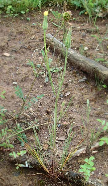 Scorzonera laciniata \ Schlitzbl&auml;ttrige Schwarzwurzel / Cutleaf Viper's Grass, D Gerolzhofen-Sulzheim 4.6.2016