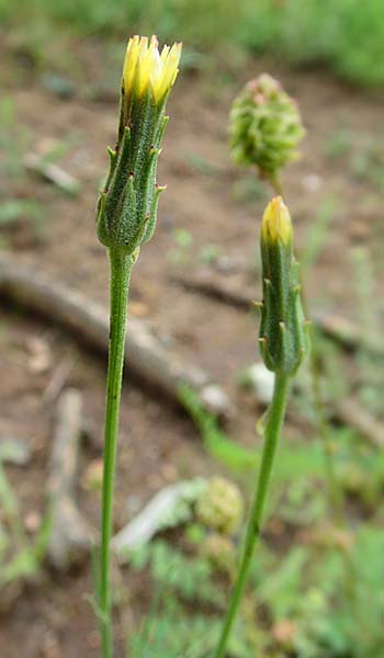 Scorzonera laciniata \ Schlitzbl&auml;ttrige Schwarzwurzel / Cutleaf Viper's Grass, D Gerolzhofen-Sulzheim 4.6.2016