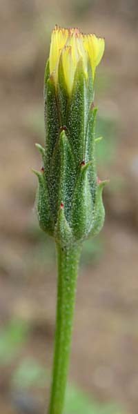 Scorzonera laciniata \ Schlitzbl&auml;ttrige Schwarzwurzel / Cutleaf Viper's Grass, D Gerolzhofen-Sulzheim 4.6.2016