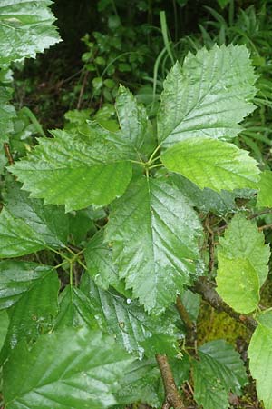 Sorbus laemmerbergensis \ L&auml;mmerberg-Mehlbeere / Laemmerberg Whitebeam, D Hardheim-Schweinberg 11.6.2016