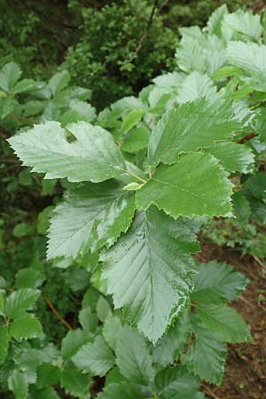 Sorbus laemmerbergensis \ L&auml;mmerberg-Mehlbeere / Laemmerberg Whitebeam, D Hardheim-Schweinberg 11.6.2016