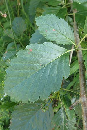 Sorbus lonetalensis \ Lonetal-Mehlbeere / Lonetal Whitebeam, D Lonetal bei/near Bissingen 28.6.2016