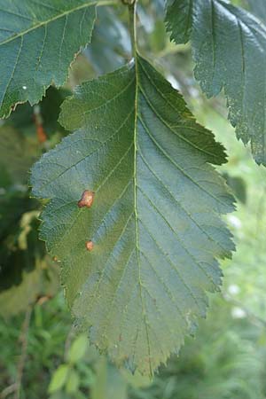 Sorbus lonetalensis \ Lonetal-Mehlbeere / Lonetal Whitebeam, D Lonetal bei/near Bissingen 28.6.2016