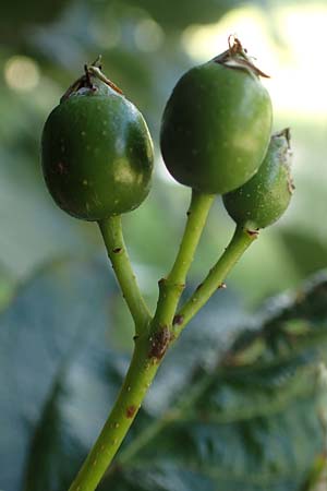 Sorbus lonetalensis \ Lonetal-Mehlbeere / Lonetal Whitebeam, D Lonetal bei/near Bissingen 28.6.2016