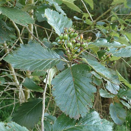 Sorbus lonetalensis \ Lonetal-Mehlbeere / Lonetal Whitebeam, D Lonetal bei/near Bissingen 28.6.2016