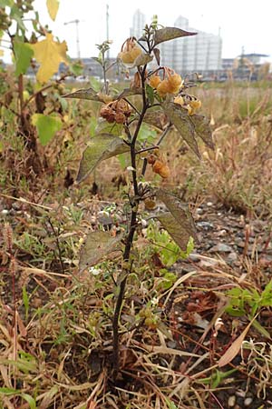 Solanum nigrum subsp. luteovirescens \ Gelbgr&uuml;ner Nachtschatten / Greenish Nightshade, D Mannheim 18.9.2016