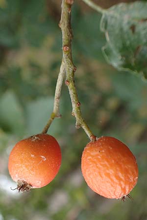 Sorbus laemmerbergensis \ L&auml;mmerberg-Mehlbeere / Laemmerberg Whitebeam, D Hardheim-Schweinberg 2.10.2016