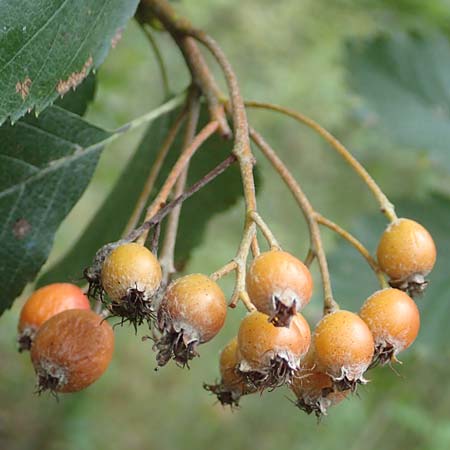 Sorbus laemmerbergensis \ L&auml;mmerberg-Mehlbeere / Laemmerberg Whitebeam, D Hardheim-Schweinberg 2.10.2016