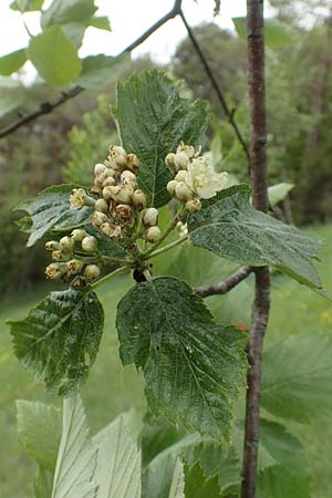 Sorbus laemmerbergensis \ L&auml;mmerberg-Mehlbeere / Laemmerberg Whitebeam, D Hardheim-Schweinberg 20.5.2017