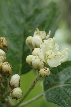 Sorbus laemmerbergensis \ L&auml;mmerberg-Mehlbeere / Laemmerberg Whitebeam, D Hardheim-Schweinberg 20.5.2017