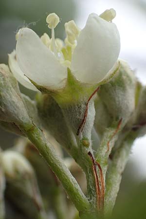 Sorbus laemmerbergensis \ L&auml;mmerberg-Mehlbeere / Laemmerberg Whitebeam, D Hardheim-Schweinberg 20.5.2017