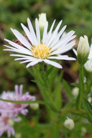 Symphyotrichum lanceolatum \ Lanzett-Herbst-Aster / Narrow-Leaved Michaelmas Daisy, White Panicle Aster, D Wei&szlig;enthurm-Kaltenengers 27.9.2017