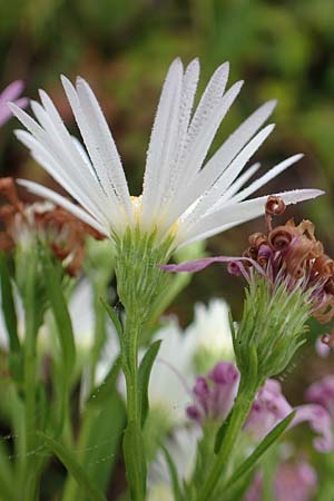 Symphyotrichum lanceolatum \ Lanzett-Herbst-Aster / Narrow-Leaved Michaelmas Daisy, White Panicle Aster, D Wei&szlig;enthurm-Kaltenengers 27.9.2017