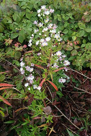 Symphyotrichum lanceolatum \ Lanzett-Herbst-Aster / Narrow-Leaved Michaelmas Daisy, White Panicle Aster, D Wei&szlig;enthurm-Kaltenengers 27.9.2017
