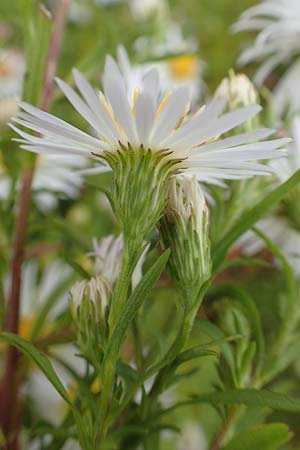 Symphyotrichum lanceolatum \ Lanzett-Herbst-Aster / Narrow-Leaved Michaelmas Daisy, White Panicle Aster, D Mannheim-Kirschgartshausen 4.10.2017