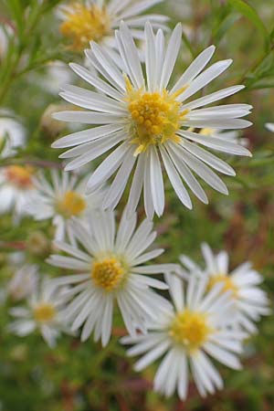 Symphyotrichum lanceolatum \ Lanzett-Herbst-Aster / Narrow-Leaved Michaelmas Daisy, White Panicle Aster, D Mannheim-Kirschgartshausen 4.10.2017